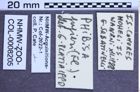 Etikette zu Phibisa pupieri (NHMW-ZOO-COL-0008205)